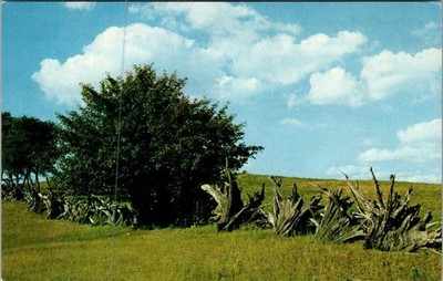 Vintage Michigan Pine Stump Fence Postcard by Avery Color Studios