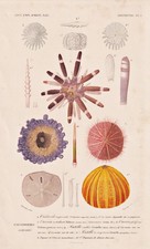 Echinodermes Seeigel sea urchin Phyllacanthus imperialis Stahlstich Orbigny 1849