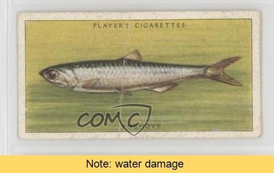 1935 Player's Sea Fishes Anchovy #13 READ l7u