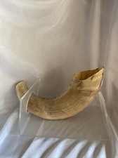 Ram shofar kosher great sound 10  -12  