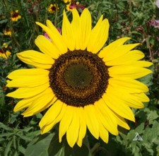 20 Sunspot Sunflower Seeds