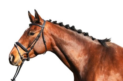 Euroriding Trense Lyon Euro-Club engl. Reithalfter dunkelbraun Warmblut Extra