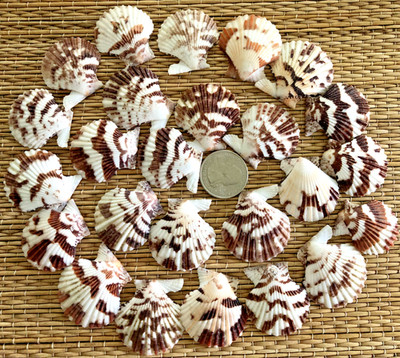 25 TRANQUEBARICUS PECTEN SEA SHELLS - GREAT FOR CRAFTING