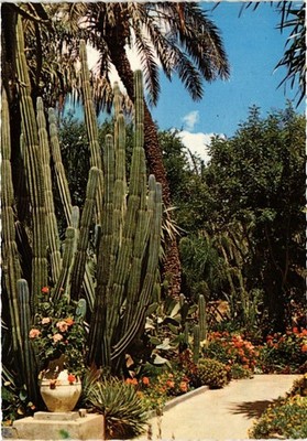 CPM MAROC Jardin exotique du Peintre Majorelle (343177)