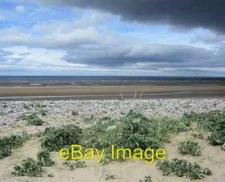 Photo 6x4 Celyn y Mor / Sea Holly  c2019