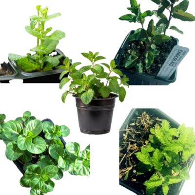 Organic Mint Live Plant Variety Pack, 5 Plants in 2.5'' Pots, Indoor Gardening