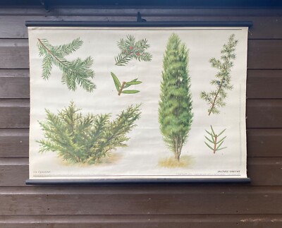 Vintage botanische aufrollbare Schulkarte eines Wacholderbaums. Gin