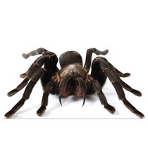 GIANT TARANTULA - LIFE SIZE STANDUP/CUTOUT BRAND NEW 5216