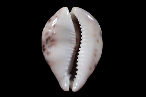 Seashells- Cypraea tigris (Nice Spots) - 71mm - Picture 3 of 3