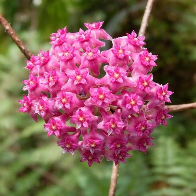 Hoya Paul Shirley Sp Sulawesi Rare Plant