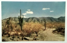 Vintage Arizona Desert Roadway Photochrome Postcard by Bob Petley