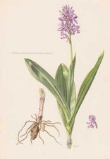 Helmet Orchid - Orchis militaris Color Print from 1954 Fingerroot