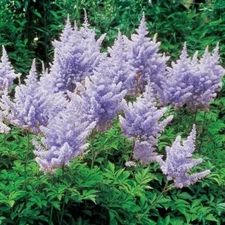 2 - ASTILBE AMETHYST Perennial Plants * Great for Shade and Woodland Gardens