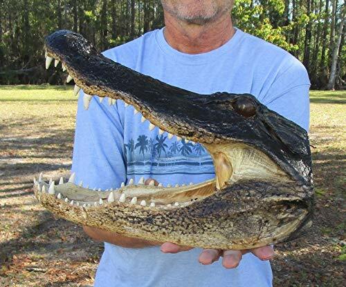 14" Alligator Head From a 10 Foot Louisiana Gator Taxidermy Swamp Wars Authentic - Picture 1 of 6