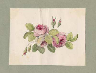Antike Zeichnung - Eine Studie einer Rose - Rosenknospen und grüne Blätter - Anonym - ca. 1860