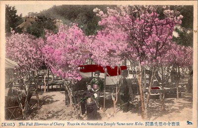 Full Cherry Tree Blossoms Sumadera Temple Suma Near Kobe Japan Postcard Vintage 
