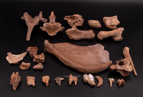 Fossiliensammlung aus SW Florida 2640 - Bild 2 von 6