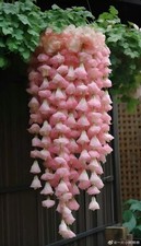 Weeping Begonia Flower Bulbs Light Pink  Pack of 2  Easy Grow