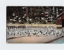 Postcard The Hotel Potter Santa Barbara California USA