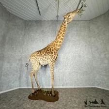 #29747 P | African Giraffe Life-Size Taxidermy Mount For Sale