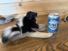 Baby Skunk Taxidermy Cute Cabin Decor Man Cave New Beautiful!!!!!