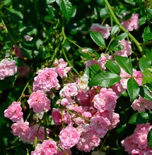 Rosa ad alto fusto la fata 80-100 cm