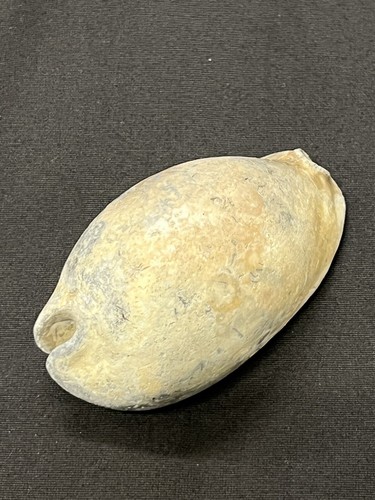 EXTINCT Fossilized COWRIE Shell From Central Florida - Pliocene Era. | eBay