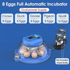 Small Household Fully Automatic Smart Bird Egg Incubator for Rutin Chicks