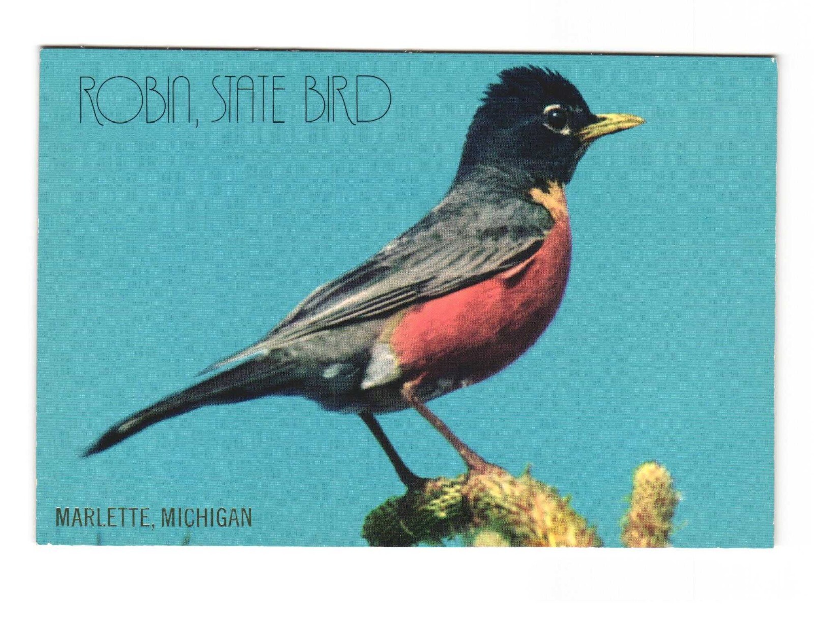 Marlette, Michigan, Robin State Bird Postcard Unposted 4x6 eBay