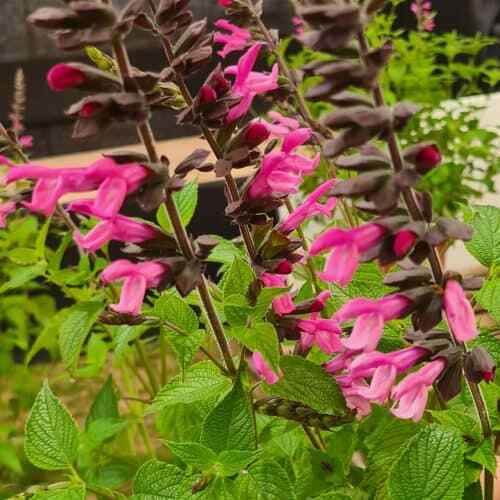 Salvia ‘Pink Amistad’ Pink/ White Flower Well Drained Hardy Summer Colour - Picture 1 of 9