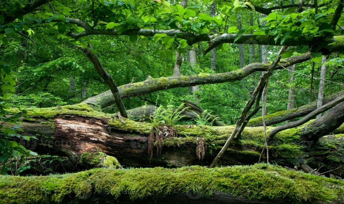 What Is Chypre And What Does It Smell Like? Perfumedom, 52 OFF