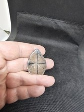 Chiastolith,Kreuzstein, 3,1cm.