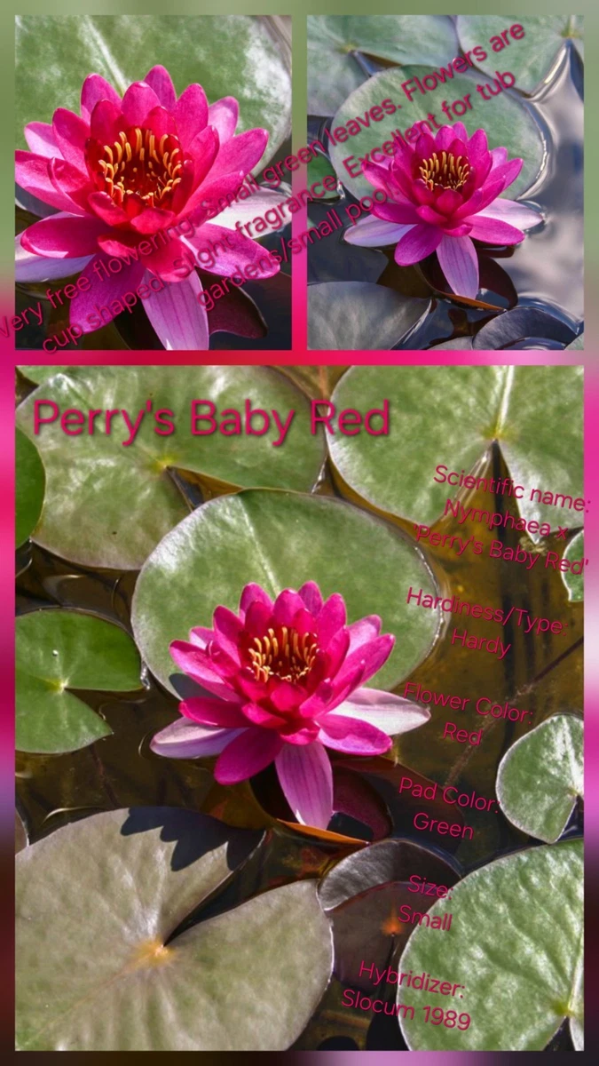 睡莲睡莲水草| eBay