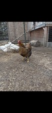  12Barnyard mix hatching eggsAmeraucana, buffs, Wyandotte sapphire gem, Sussex 