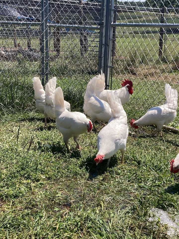 Purebred White Leghorn Hatching Eggs, Novogen Production Line, EXC Fertility! - Image 4 of 4