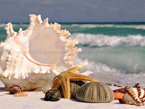 Détails Sur Photographie De Sable Conque Coquillages Plage été Obus Art Print Poster Cc1569 Afficher Le Titre Dorigine