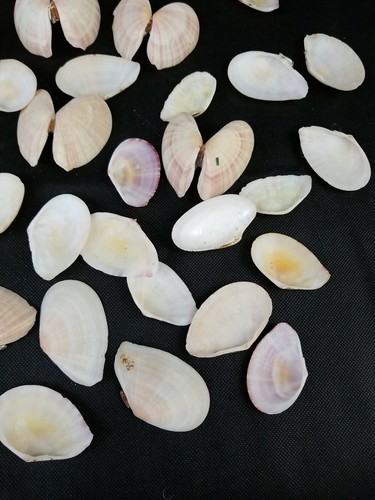Clam Shells Crafting Angel Wings Butterflies Beautiful Pastel Approx 50 Shells - Picture 8 of 12
