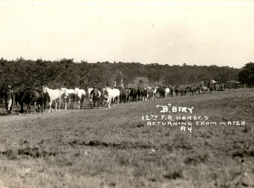 WWI Era 2nd Division 12th Field Artillery Army Horses Photograph