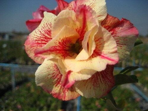 5 semi di Adenium obesum "Luang lai" Rosa del deserto "semi freschi " - Foto 1 di 1