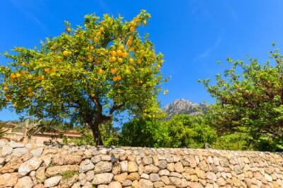 Wandbild: Zitronenbaum im Frühling im Dorf Deia, Insel Mallorca, Spanien [...]