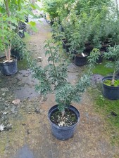 Acer palmatum Shishigashira, Löwenkopfahorn, 60-70cm, Bonsaiahorn