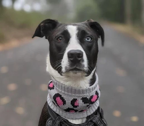 Huskimo Dog Snood - Wonderful for Extra Warmth in Winter - Picture 14 of 25