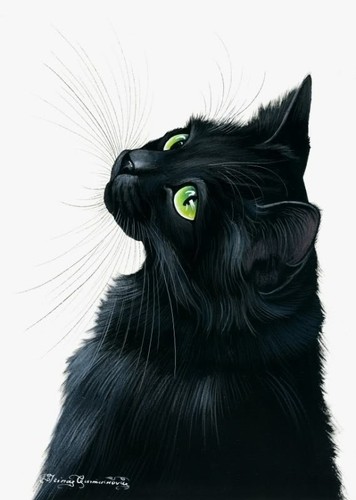 Черный котик рисунок