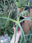 Foto 3 di 11