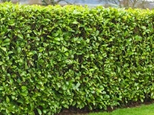 3 Cherry Laurel Seedlings For Shrubs Hedges Trees Privacy Starter Plants