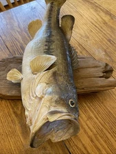 Large Mouth Bass Taxidermy 21”x7” Bass Vtg Skin Mount Beautiful Wood Plaque