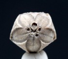 NICE Fossil Sea Life BLASTOID Echinoderm Mineral Specimen INDIANA w/ ID card — photo 1