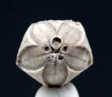 Blastoid Specimen NICE Fossil Sea Life Echinoderm Mineral INDIANA w/ ID card