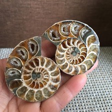 81g 1 pair Split  Carving Home Decoration    Specimen Shell Healing    pd3173