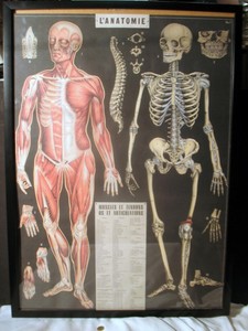Anatomy-Art-Print-L-039-anatomie-Muscles-Tendons-Framed-Poster-Italian-Paper-28-x-21